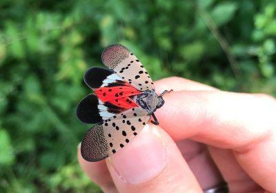 A close up shot of a spotted lanternfly, held between a thumb and forefinger.